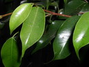 Ficus benjamina